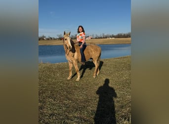 Quarter horse américain, Hongre, 14 Ans, 142 cm, Palomino