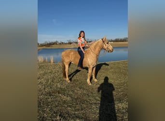 Quarter horse américain, Hongre, 14 Ans, 142 cm, Palomino