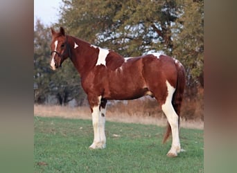 Quarter horse américain, Hongre, 14 Ans, 142 cm, Pinto