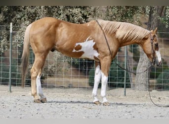 Quarter horse américain, Hongre, 14 Ans, 145 cm, Overo-toutes couleurs