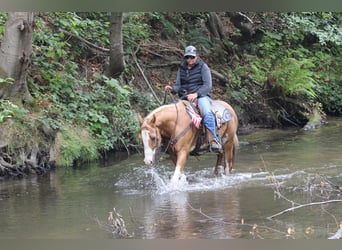 Quarter horse américain, Hongre, 14 Ans, 145 cm, Overo-toutes couleurs