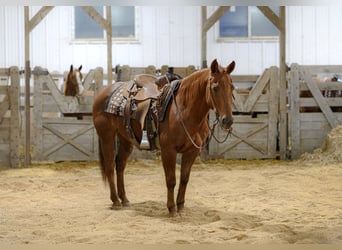 Quarter horse américain, Hongre, 14 Ans, 147 cm, Alezan cuivré