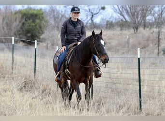 Quarter horse américain, Hongre, 14 Ans, 147 cm, Bai cerise