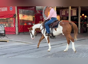Quarter horse américain, Hongre, 14 Ans, 147 cm, Overo-toutes couleurs