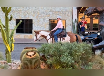 Quarter horse américain, Hongre, 14 Ans, 147 cm, Overo-toutes couleurs