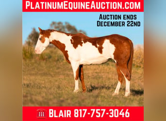 Quarter horse américain, Hongre, 14 Ans, 147 cm, Overo-toutes couleurs