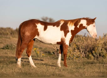 Quarter horse américain, Hongre, 14 Ans, 147 cm, Overo-toutes couleurs