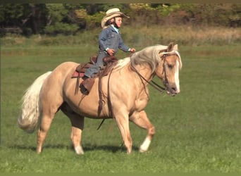 Quarter horse américain, Hongre, 14 Ans, 147 cm, Palomino