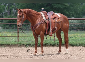 Quarter horse américain, Hongre, 14 Ans, 150 cm, Alezan cuivré