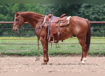 Quarter horse américain, Hongre, 14 Ans, 150 cm, Alezan cuivré