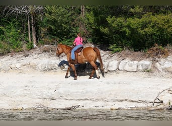 Quarter horse américain, Hongre, 14 Ans, 150 cm, Alezan dun