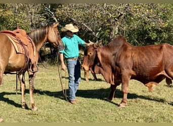 Quarter horse américain, Hongre, 14 Ans, 150 cm, Alezan dun