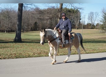 Quarter horse américain, Hongre, 14 Ans, 150 cm, Buckskin