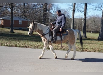 Quarter horse américain, Hongre, 14 Ans, 150 cm, Buckskin