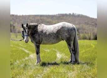 Quarter horse américain, Hongre, 14 Ans, 150 cm, Gris
