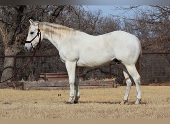 Quarter horse américain, Hongre, 14 Ans, 150 cm, Gris