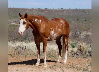 Quarter horse américain, Hongre, 14 Ans, 150 cm, Overo-toutes couleurs