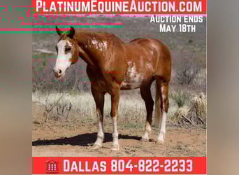 Quarter horse américain, Hongre, 14 Ans, 150 cm, Overo-toutes couleurs