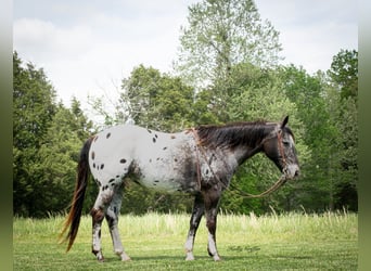 Quarter horse américain, Hongre, 14 Ans, 152 cm, Alezan brûlé