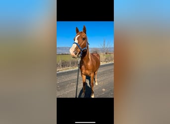 Quarter horse américain, Hongre, 14 Ans, 152 cm, Alezan