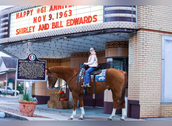 Quarter horse américain, Hongre, 14 Ans, 152 cm, Alezan cuivré