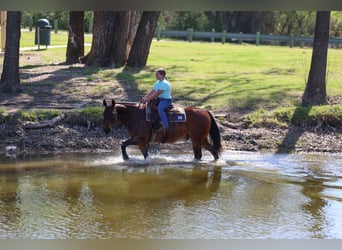 Quarter horse américain, Hongre, 14 Ans, 152 cm, Bai cerise