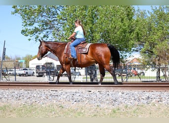 Quarter horse américain, Hongre, 14 Ans, 152 cm, Bai cerise