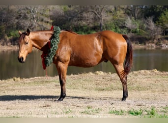 Quarter horse américain, Hongre, 14 Ans, 152 cm, Buckskin