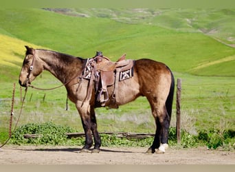 Quarter horse américain, Hongre, 14 Ans, 152 cm, Buckskin
