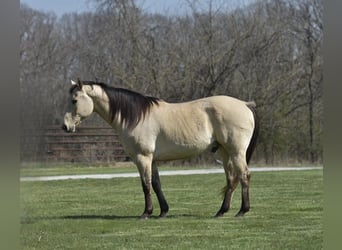 Quarter horse américain, Hongre, 14 Ans, 152 cm, Buckskin