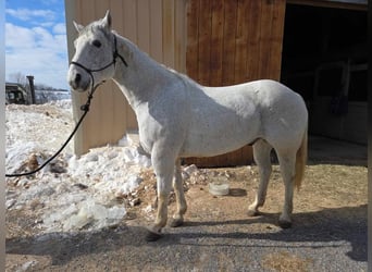 Quarter horse américain, Hongre, 14 Ans, 152 cm, Gris