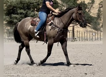 Quarter horse américain, Hongre, 14 Ans, 152 cm, Grullo