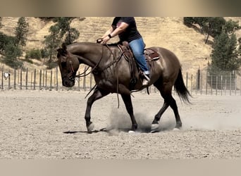 Quarter horse américain, Hongre, 14 Ans, 152 cm, Grullo