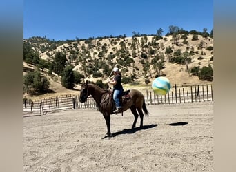 Quarter horse américain, Hongre, 14 Ans, 152 cm, Grullo