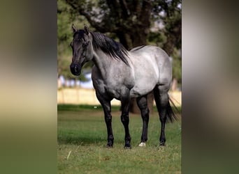 Quarter horse américain, Hongre, 14 Ans, 152 cm, Grullo