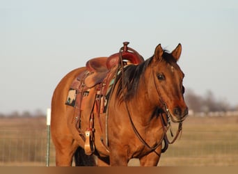 Quarter horse américain, Hongre, 14 Ans, 152 cm, Isabelle