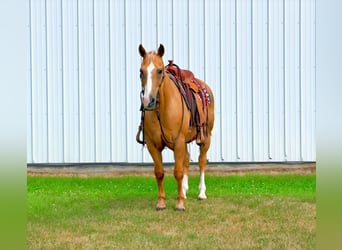 Quarter horse américain, Hongre, 14 Ans, 152 cm, Palomino