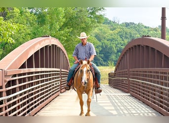Quarter horse américain, Hongre, 14 Ans, 152 cm, Palomino