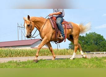 Quarter horse américain, Hongre, 14 Ans, 152 cm, Palomino
