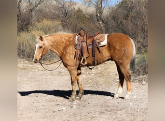 Quarter horse américain, Hongre, 14 Ans, 152 cm, Palomino