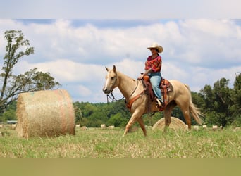 Quarter horse américain, Hongre, 14 Ans, 152 cm, Palomino