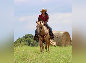 Quarter horse américain, Hongre, 14 Ans, 152 cm, Palomino