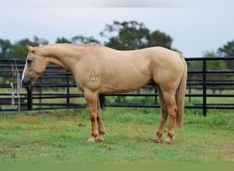 Quarter horse américain, Hongre, 14 Ans, 152 cm, Palomino