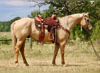 Quarter horse américain, Hongre, 14 Ans, 152 cm, Palomino