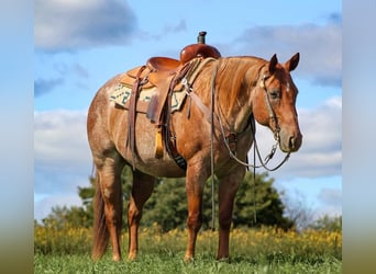 Quarter horse américain Croisé, Hongre, 14 Ans, 152 cm, Rouan Rouge