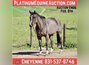 Quarter horse américain, Hongre, 14 Ans, 155 cm, Bai cerise