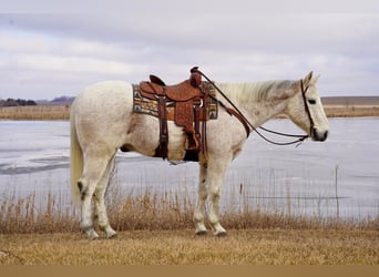 Quarter horse américain, Hongre, 14 Ans, 155 cm, Gris