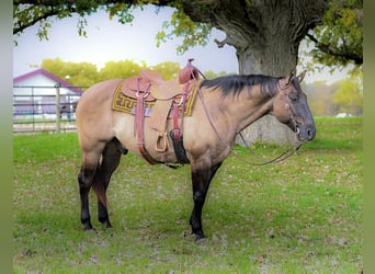 Quarter horse américain, Hongre, 14 Ans, 155 cm, Grullo