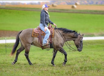 Quarter horse américain, Hongre, 14 Ans, 155 cm, Grullo