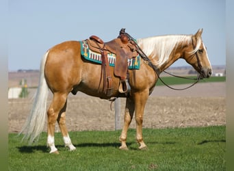 Quarter horse américain, Hongre, 14 Ans, 155 cm, Palomino